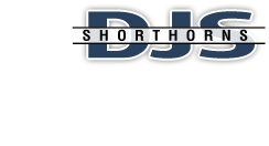 DJS Shorthorns